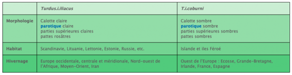 Tableau comparatif des deux sous-espèces de Grive mauvis, T.i.iliacus, et T.i.coburni